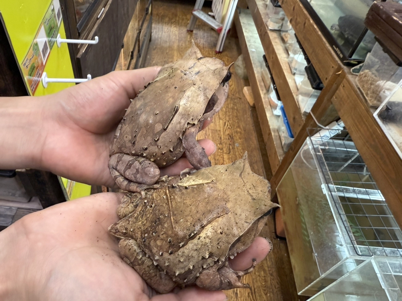 インターメディアフトコノハガエル(1)