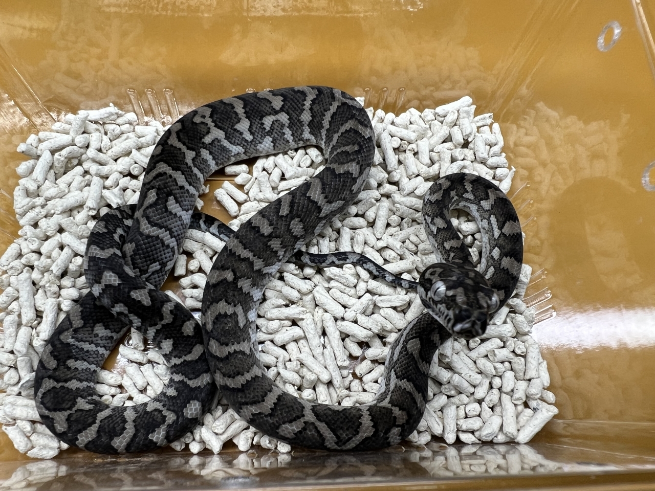 カーペットパイソン（キャラメルアザンティック）(4)