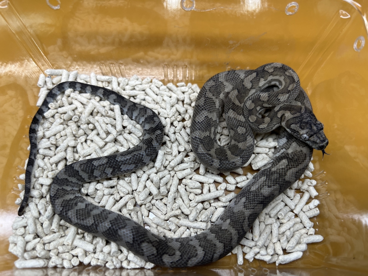 カーペットパイソン（キャラメルアザンティック）(5)