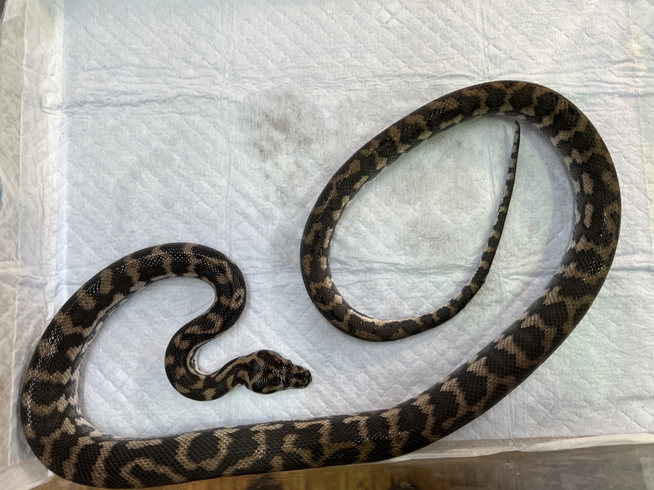 カーペットパイソン（アザンティック）(2)
