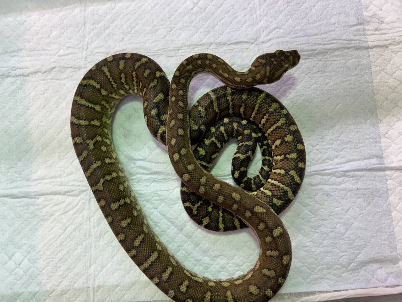 セントラルカーペットパイソン(3)