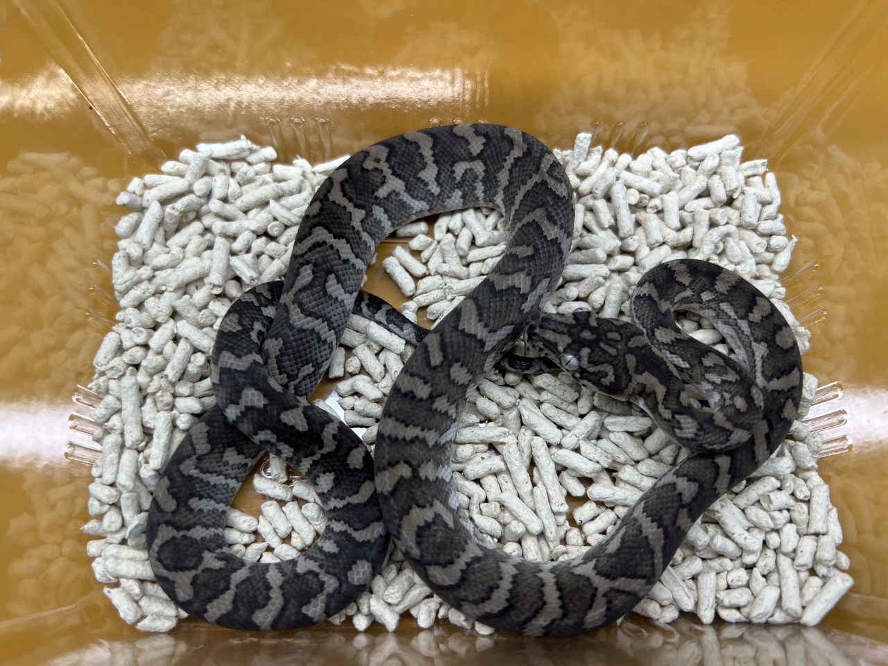 カーペットパイソン（キャラメルアザンティック）(3)