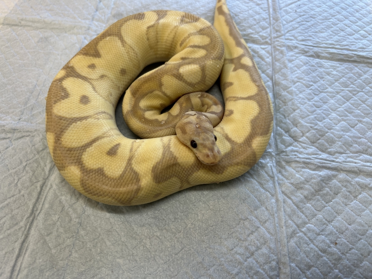 ボールパイソン（バナナファイアクラウン）(3)