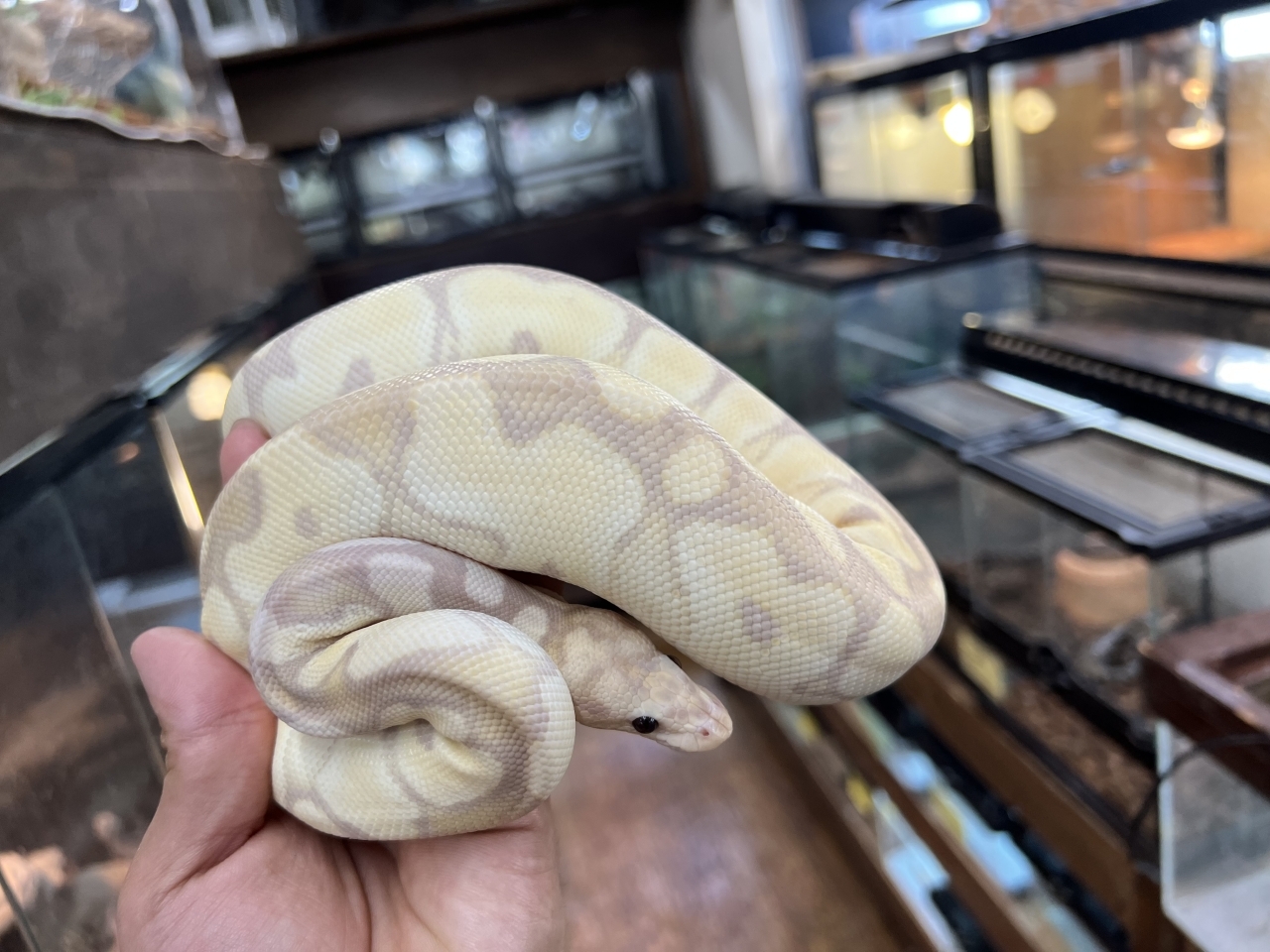 ボールパイソン（バナナファイアクラウン）(2)