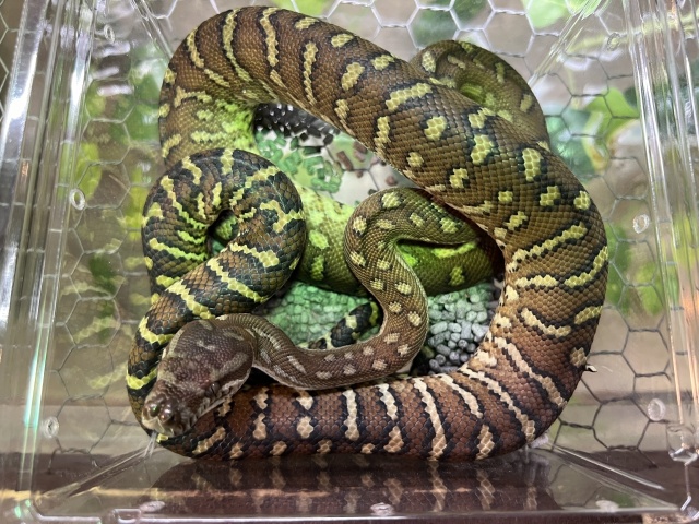 セントラルカーペットパイソン