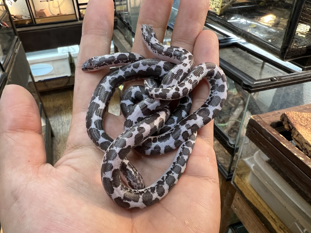 ケニアサンドボア（アネリ） (2)