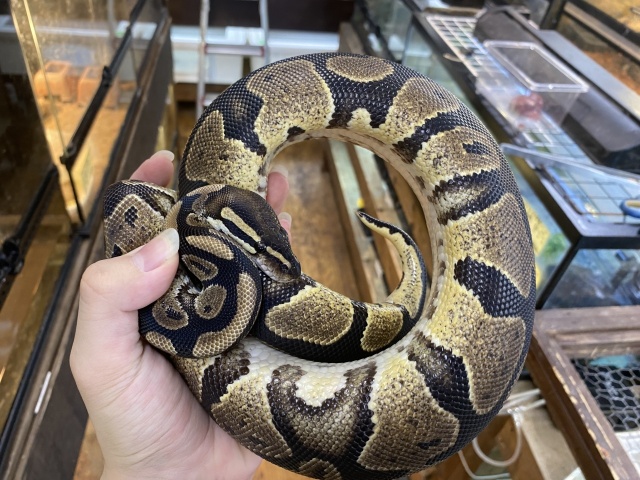 ボールパイソン（hetパイ）