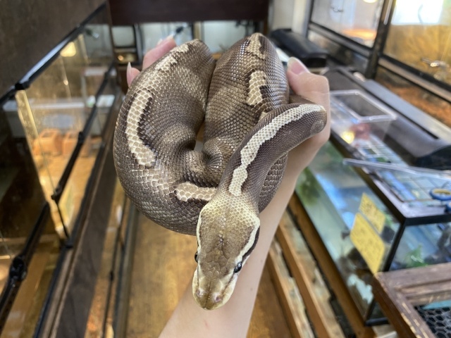 ボールパイソン（GHIモハベ）