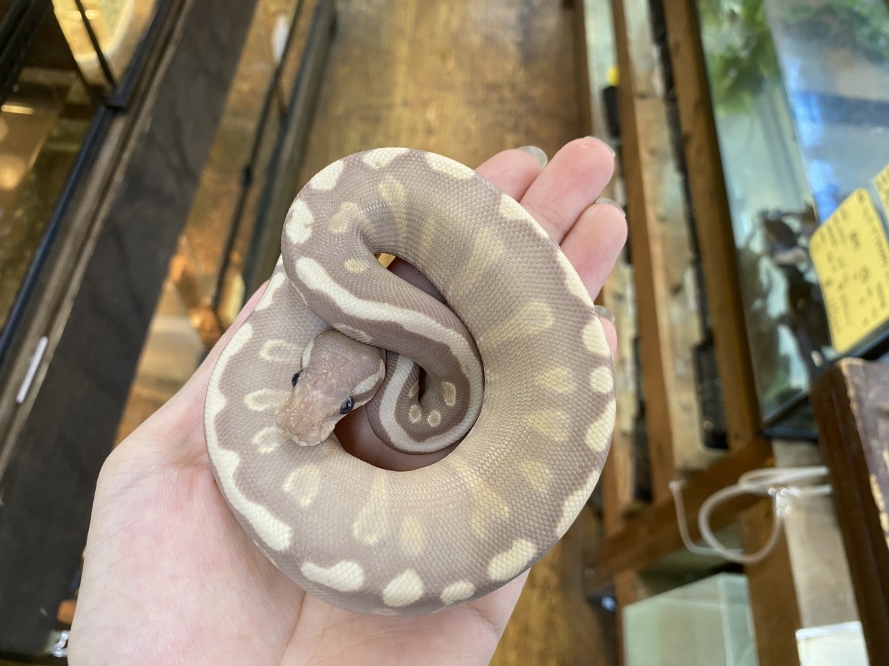 ボールパイソン（GHIバナナモハベ）(2)