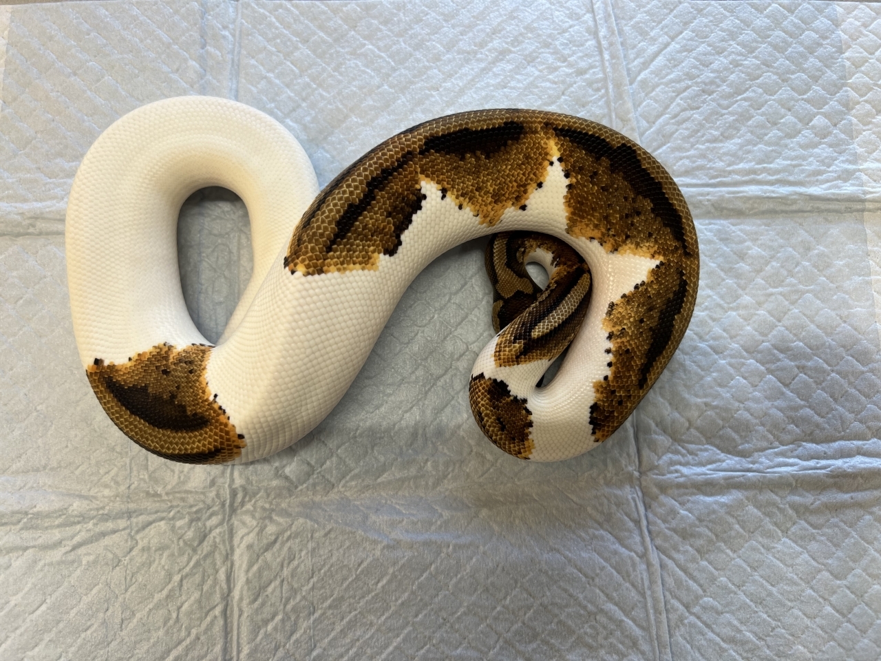 ボールパイソン（イエローベリーパイ）(1)