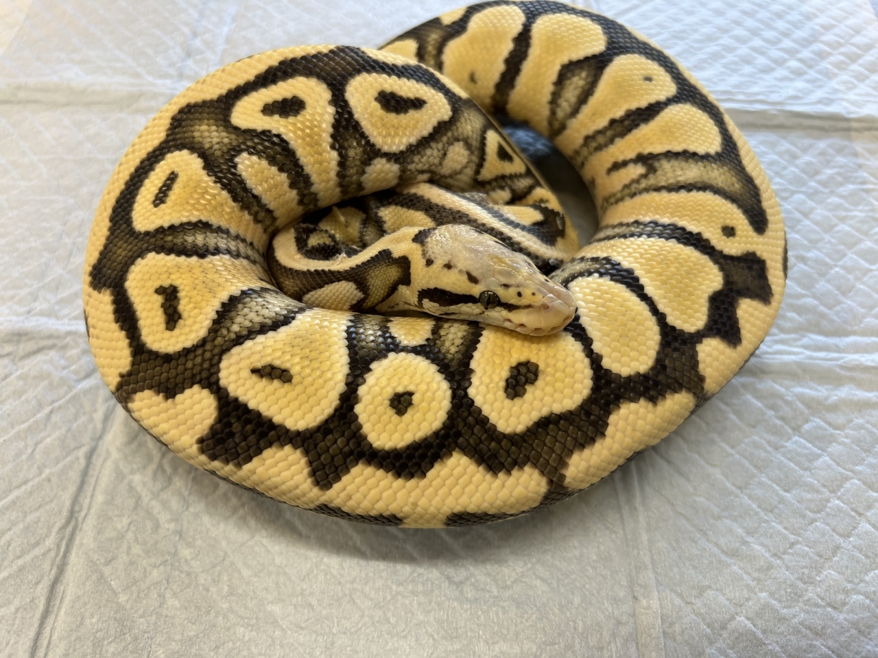 ボールパイソン（パステルデザートゴースト）(1)