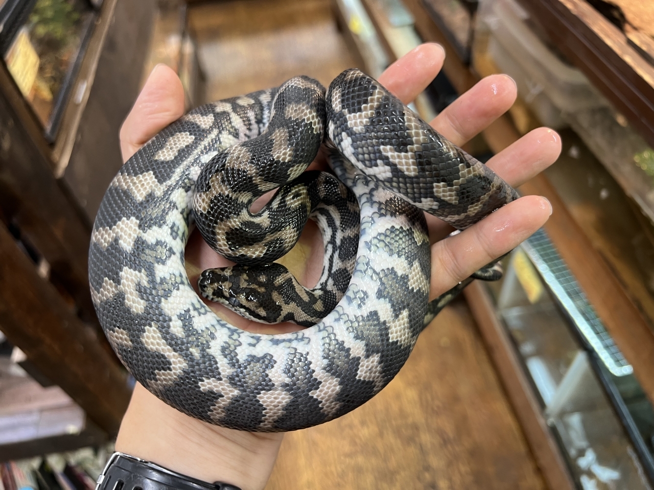 カーペットパイソン（アザンティック）(1)