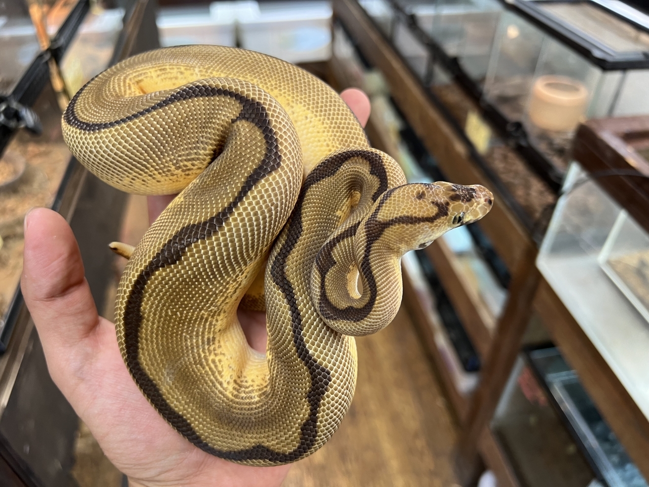 ボールパイソン（スパイダークラウンhetパイ）(2)