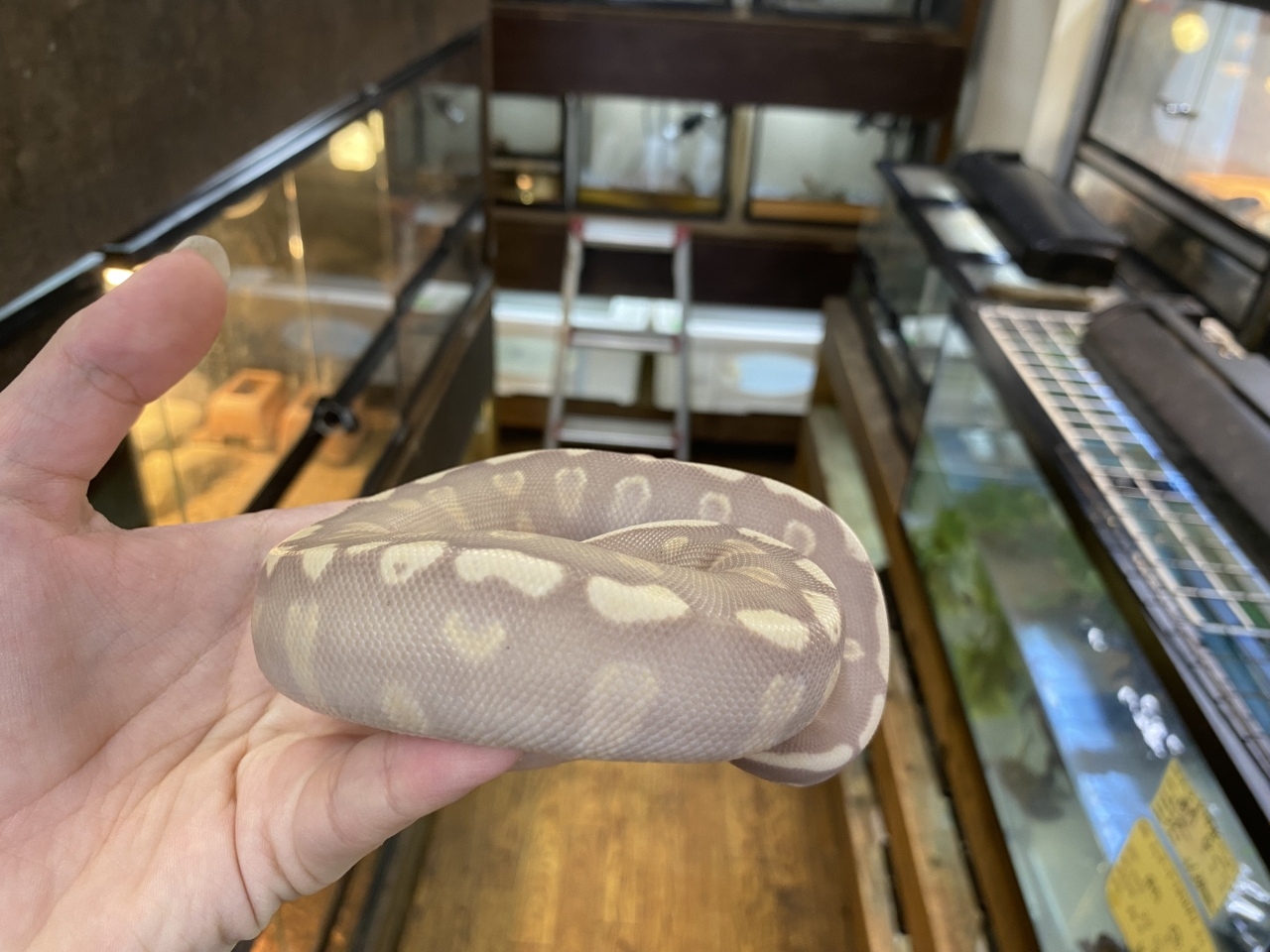 ボールパイソン（GHIバナナモハベ）(4)