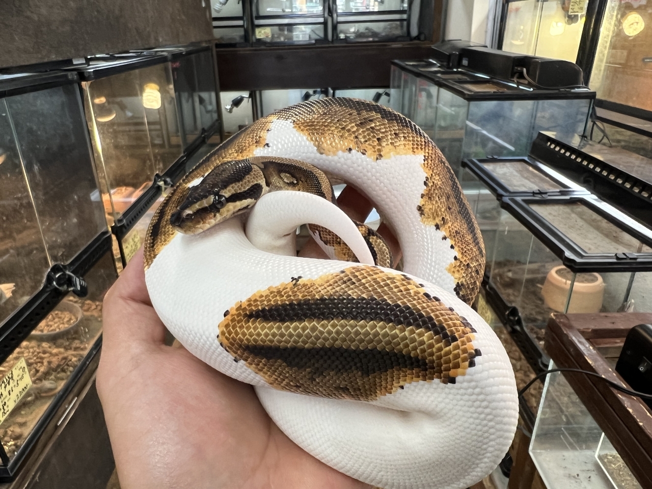 ボールパイソン（イエローベリーパイ）(2)