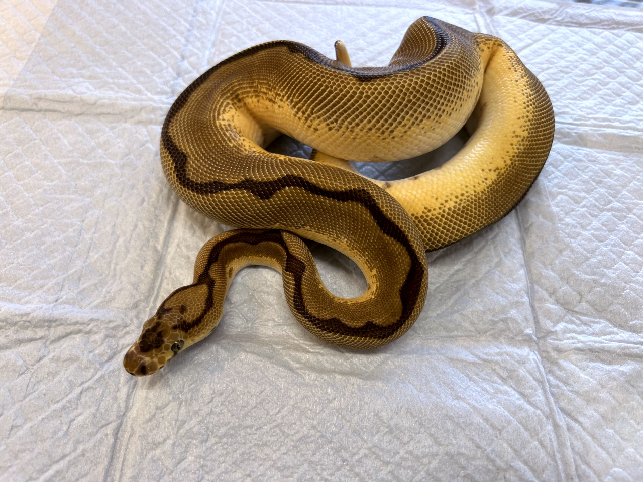 ボールパイソン（スパイダークラウンhetパイ）(1)