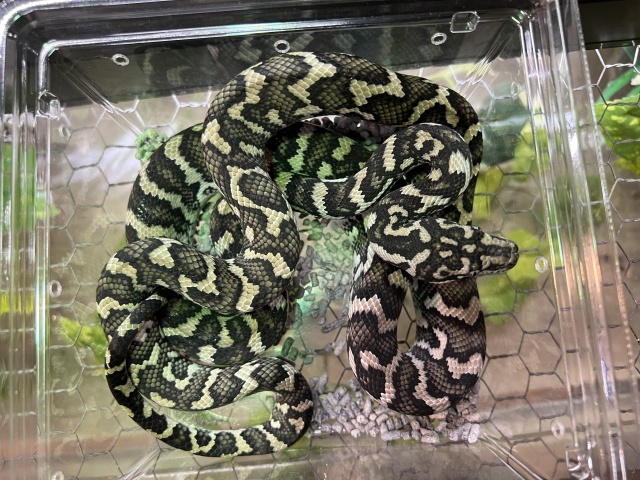 カーペットパイソン（キャラメルアザンティック）