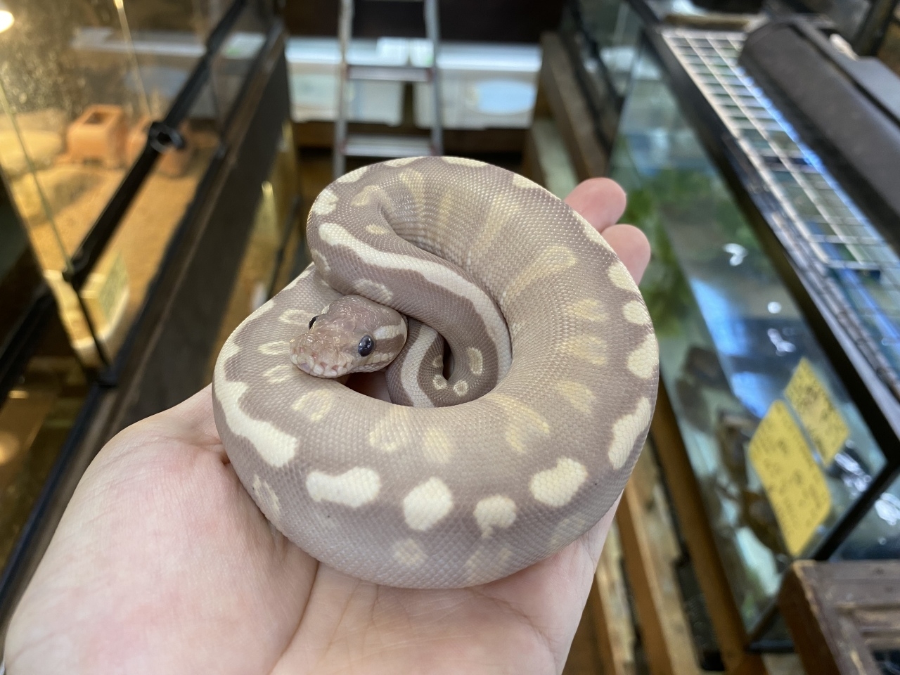 ボールパイソン（GHIバナナモハベ）(3)