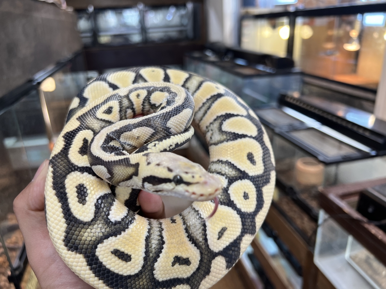 ボールパイソン（パステルデザートゴースト）(2)