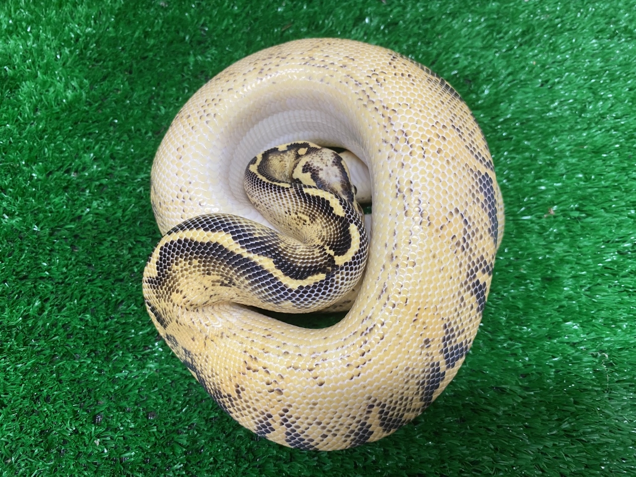 ボールパイソン　パステルフリーウェイ(2)