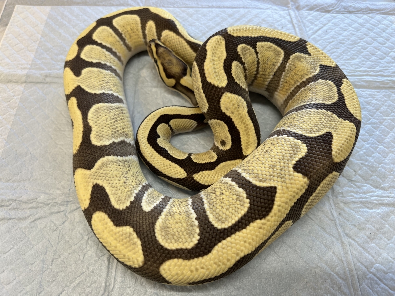 ボールパイソン（エンチデザートゴースト）(1)