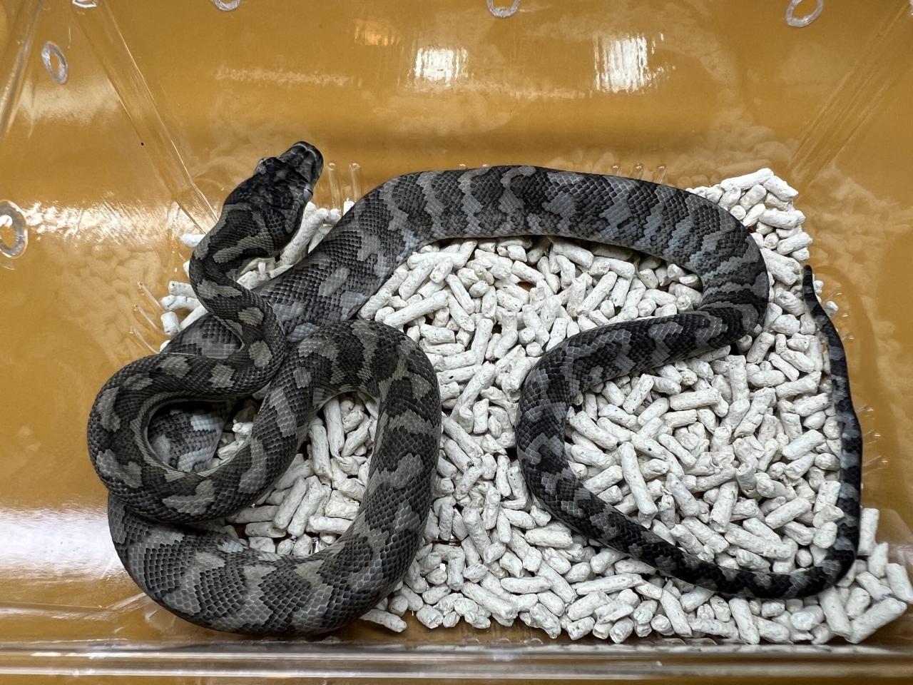 カーペットパイソン（キャラメルアザンティック）(4)