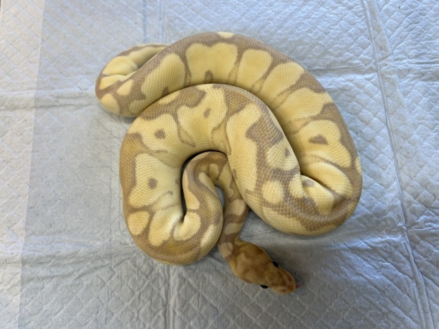 ボールパイソン（バナナファイアクラウン）