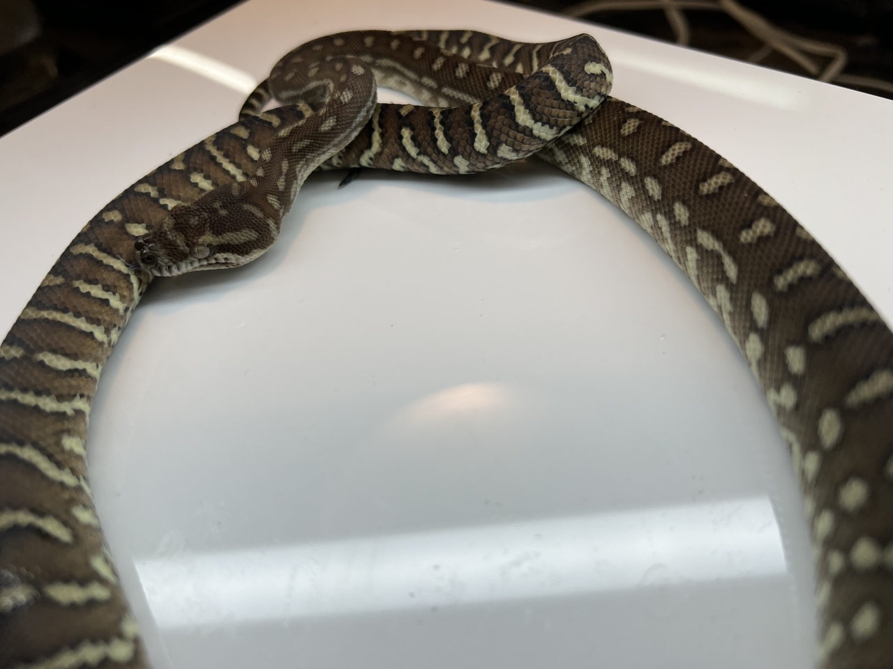 セントラルカーペットパイソン(6)