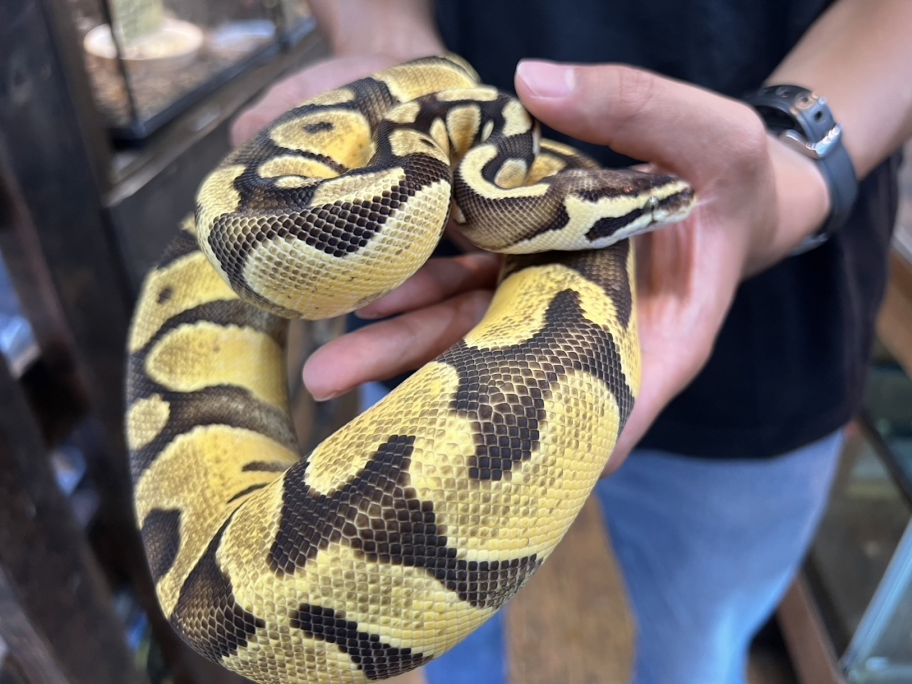 ボールパイソン（エンチパステルイエローベリー）(2)