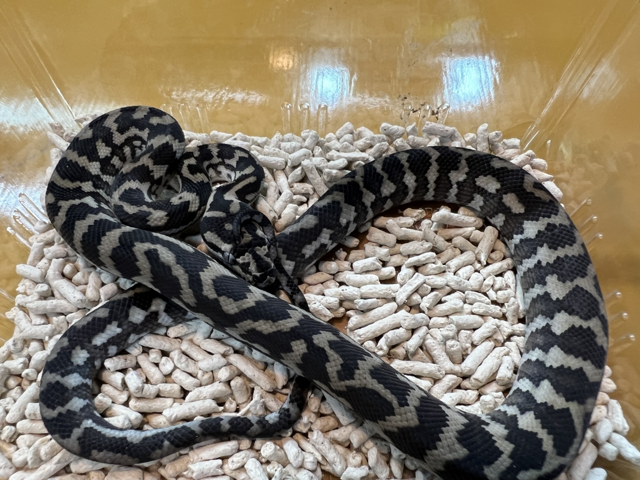 カーペットパイソン（アザンティック）(4)