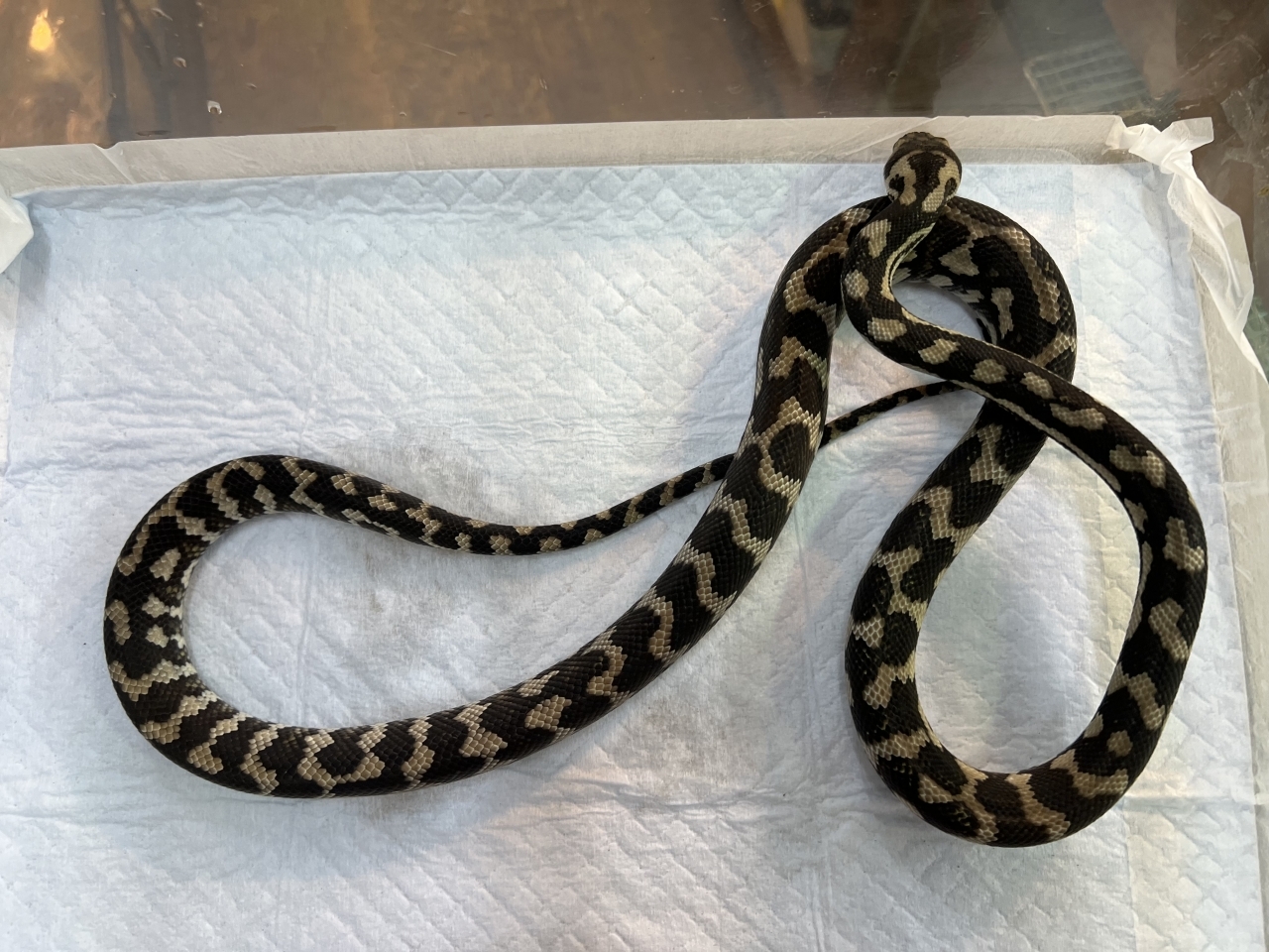 カーペットパイソン（キャラメルアザンティック）(3)