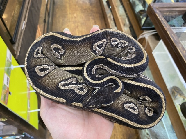 ボールパイソン（ブラックヘッドモハベhetゴースト）