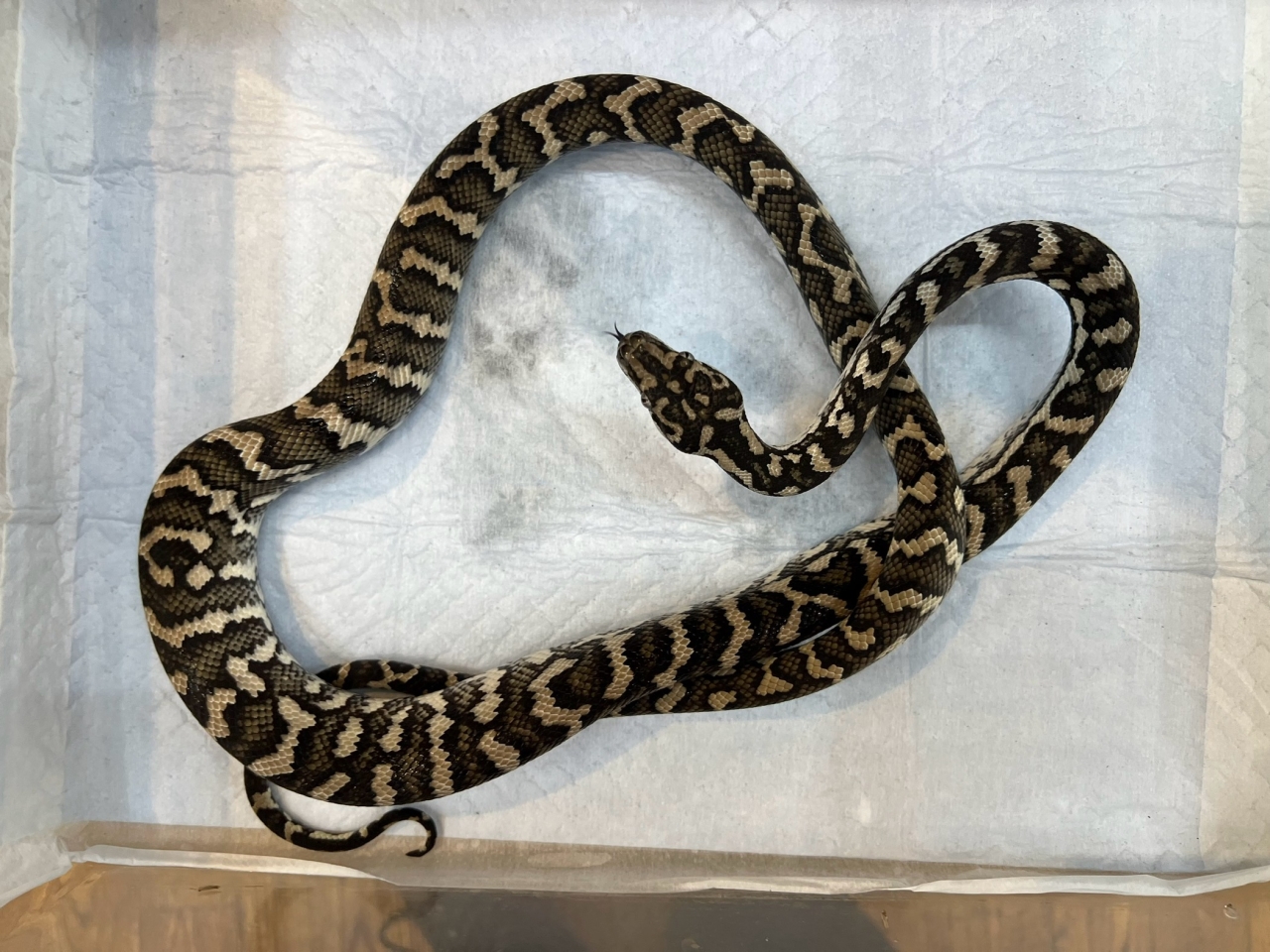 カーペットパイソン（キャラメルアザンティック）(2)