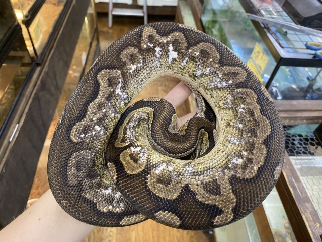 ボールパイソン（ブラックパステルキャリコイエローベリー）
