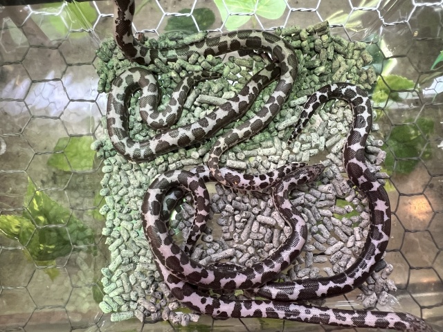 ケニアサンドボア（アネリ） 