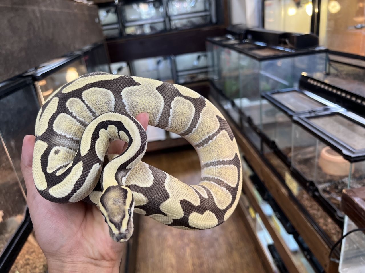 ボールパイソン（エンチデザートゴースト）(2)