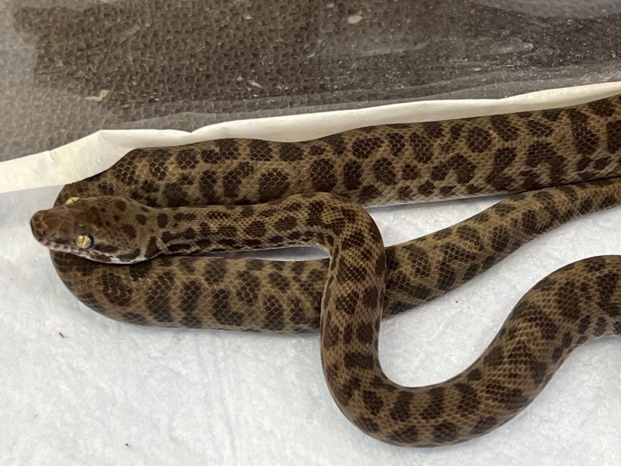 爬虫類ショップ サウリア大東店｜チルドレンパイソン