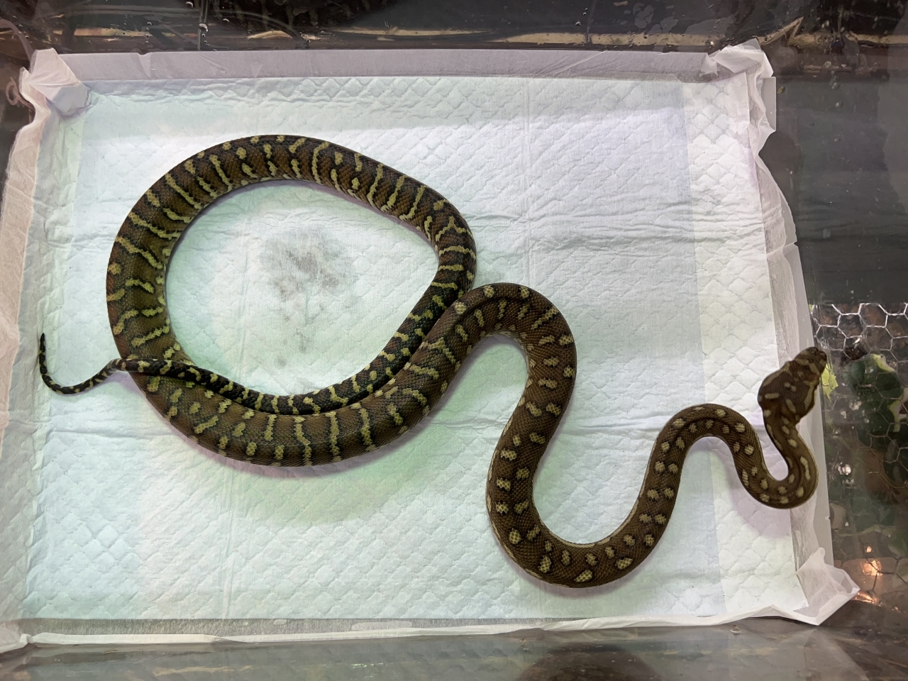 セントラルカーペットパイソン(2)