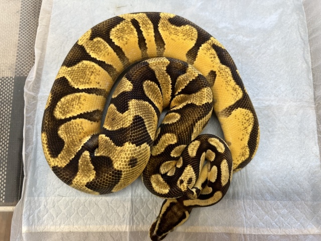 ボールパイソン（エンチパステルイエローベリー）