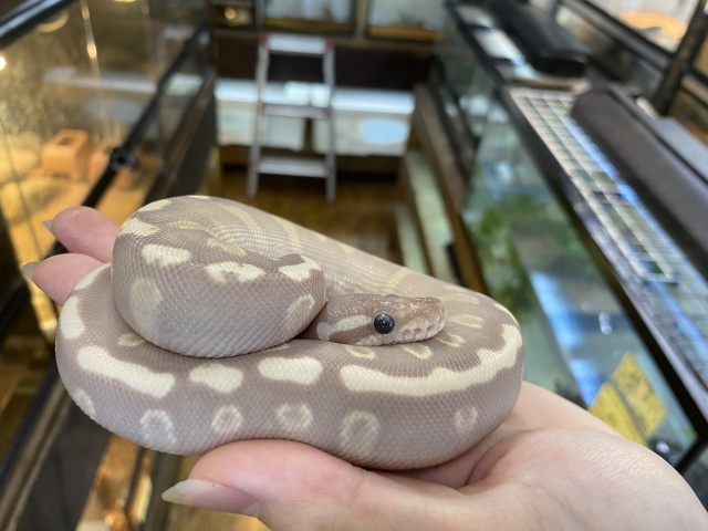ボールパイソン（GHIバナナモハベ）