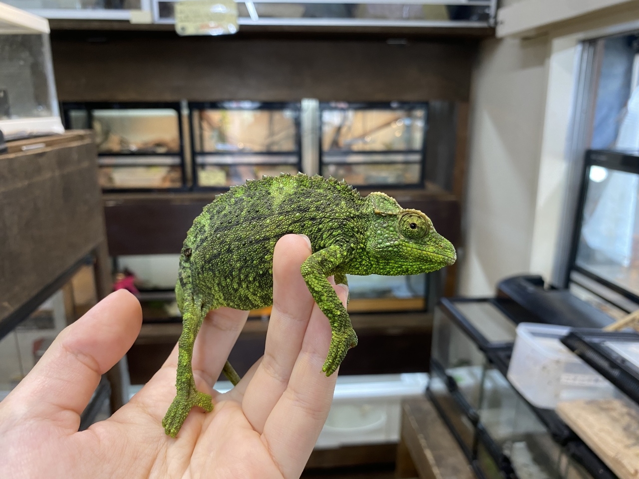 ジャクソンカメレオン（キサントロプス）(5)