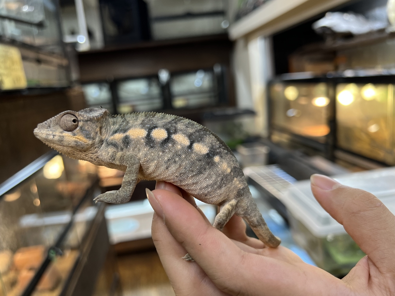 パンサーカメレオン（ノシミチオ）(2)