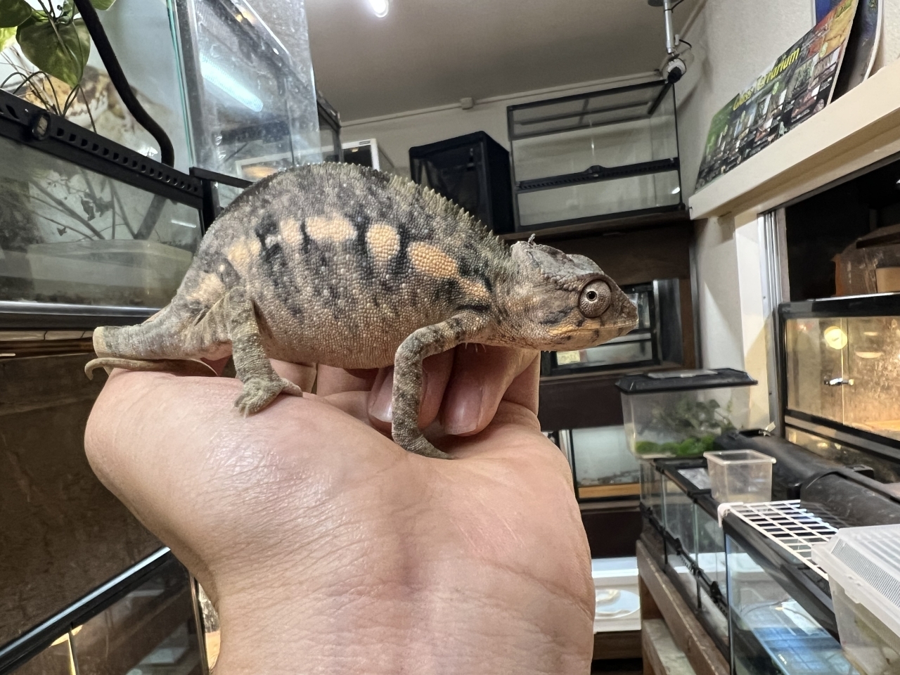 パンサーカメレオン（ノシミチオ）(4)