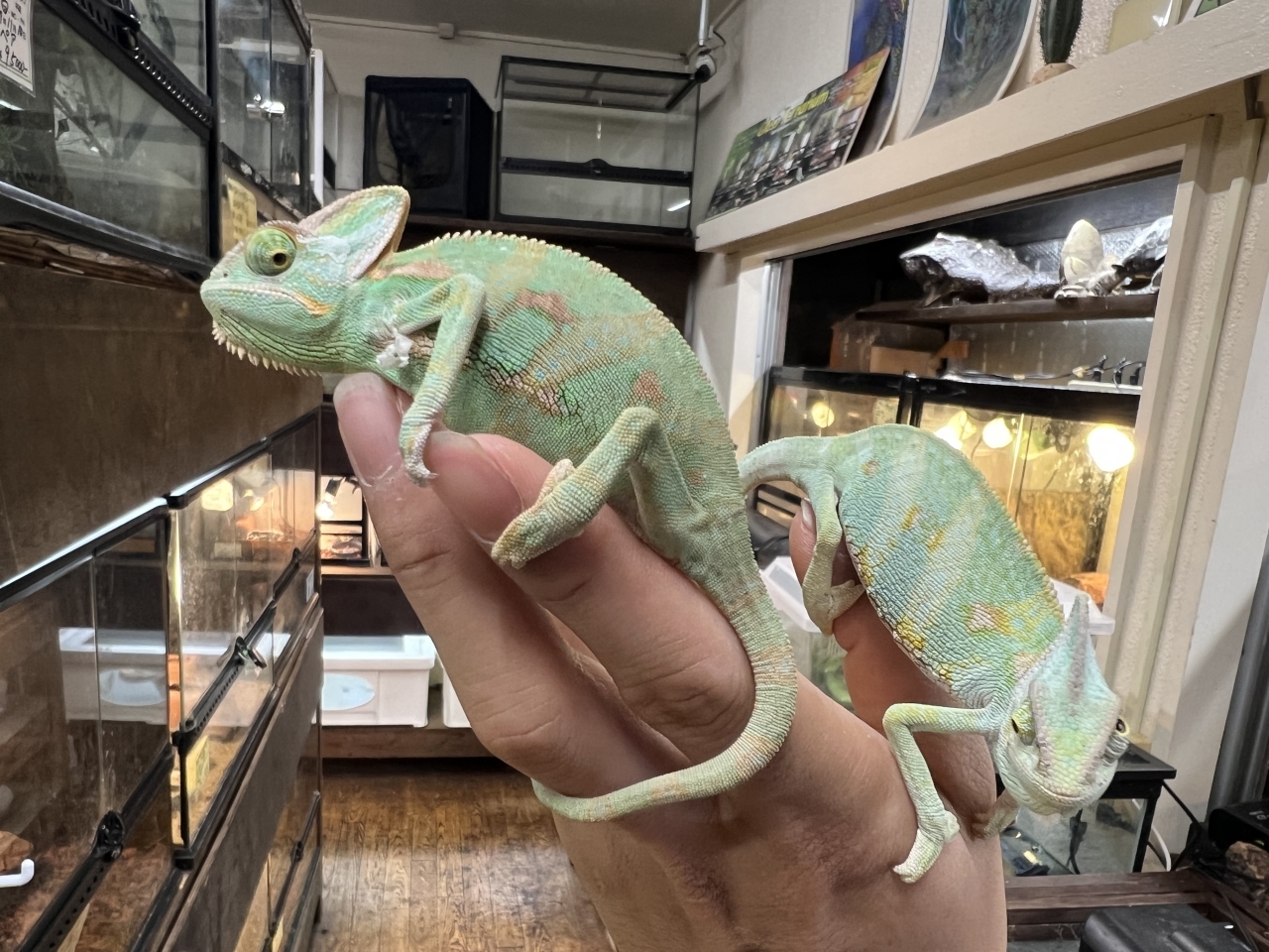 エボシカメレオン(1)