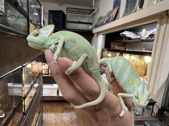 エボシカメレオン