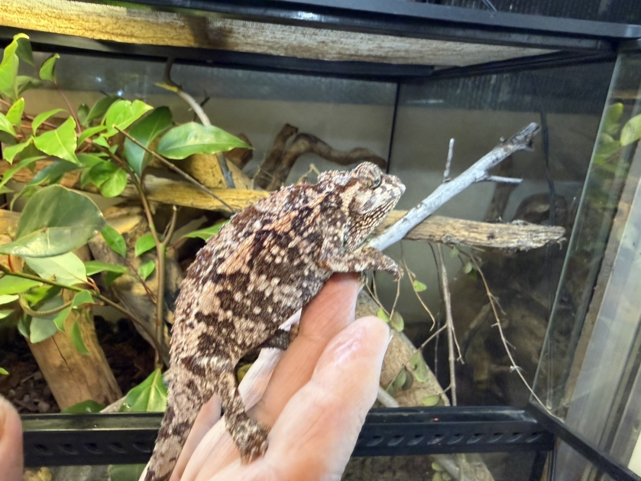 ジャクソンカメレオン（キサントロプス）(4)