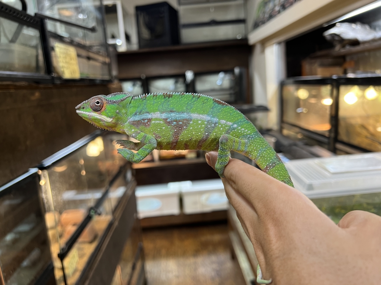 パンサーカメレオン（ノシミチオ）(3)