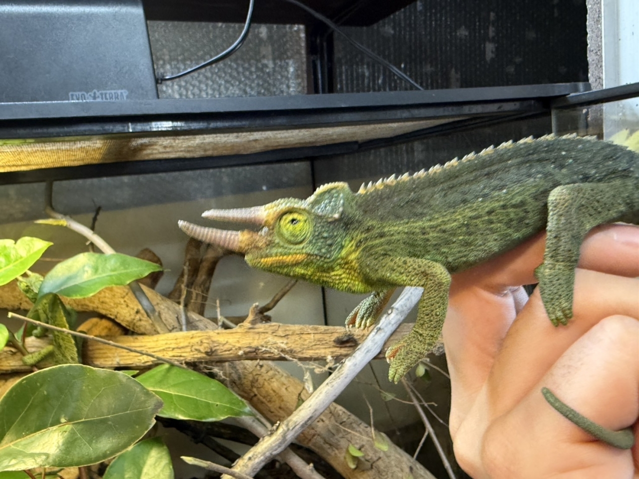 ジャクソンカメレオン（キサントロプス）(2)