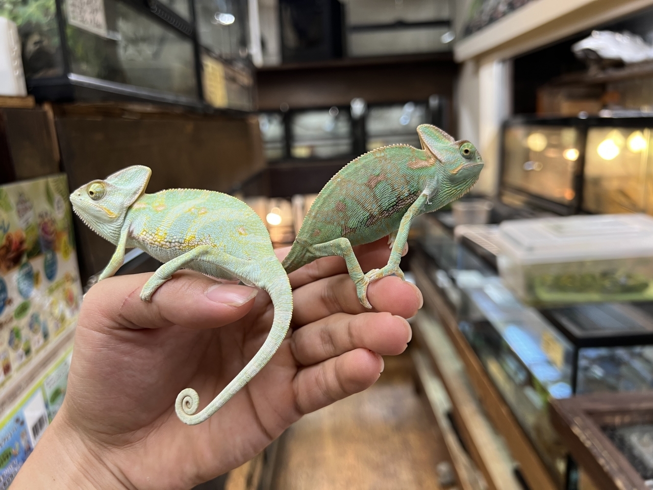 エボシカメレオン(2)