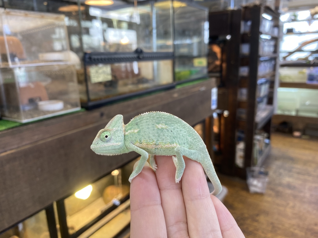 エボシカメレオン(1)